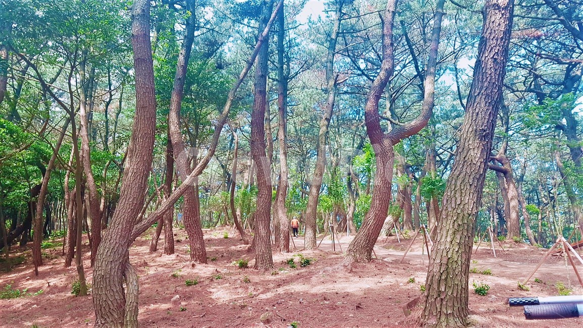 배경화면,바탕화면,파스텔,숲,자연,몽환,감성,색감,편안,요정,청량