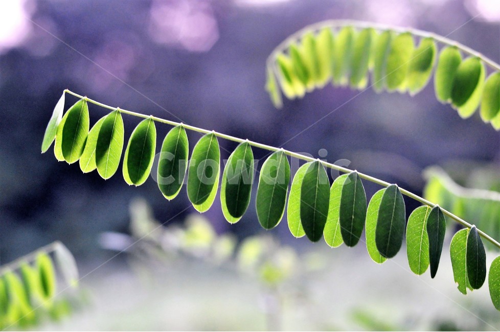 아카시아,잎,식물,자연,역광,식물,자연,plants,nature,휴식,힐링,rest,relaxation,healing