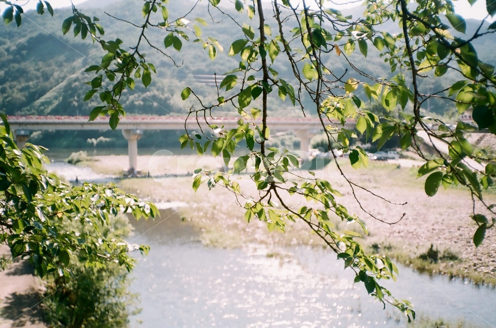 자연,풀,나무,나뭇잎,강,하천,개천,식물,자연,plants,nature