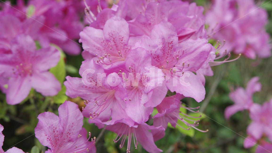 꽃,꽃나무,철쭉,보라색,보라색꽃,식물,자연,봄꽃,꽃배경,꽃봉오리,flower,flowertree,violet,violetflower,plants,springflower,nature,flowerbackground,bloom