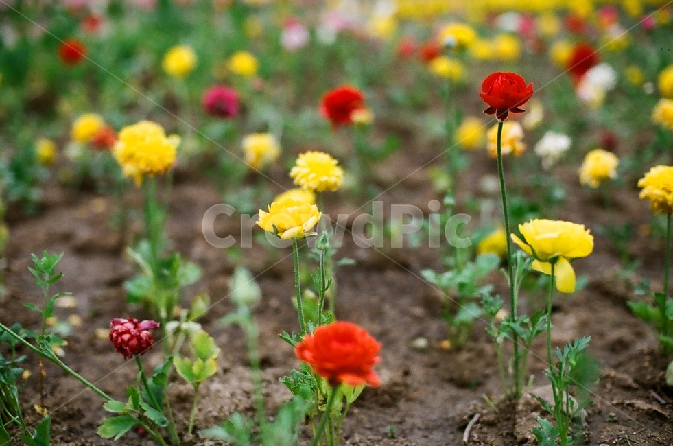 꽃,화단,필름사진,필름,fm2,봄,식물,자연,plants,nature,꽃,flower