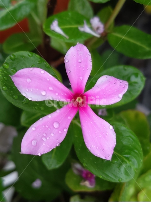 꽃,물방울,비오는날,flower,식물,식물,자연,plants,nature,꽃,flower