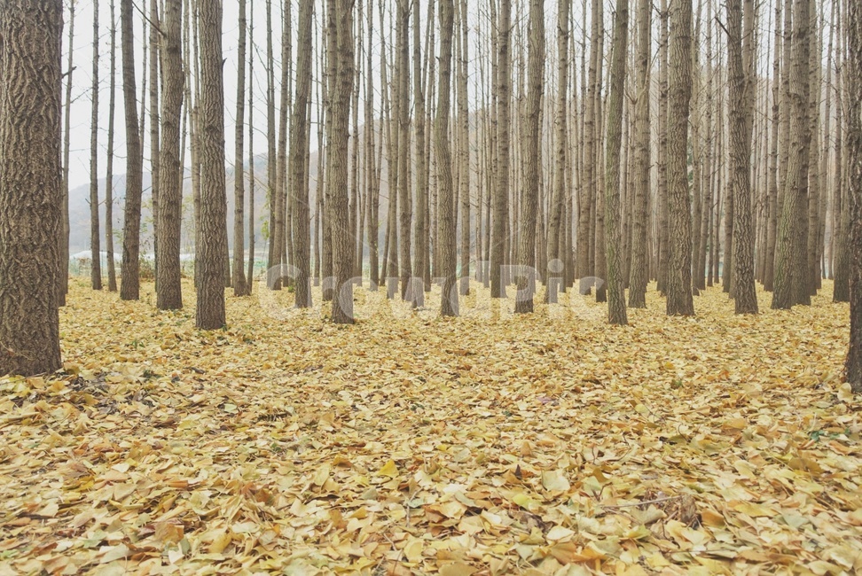 가을,자연,풍경,나무,식물,은행나무,은행나무숲,감성사진,autumn,nature,landscape,tree,plant,ginkgo,maidenhairtree,식물,자연,plants,nature,나무,trees,wood