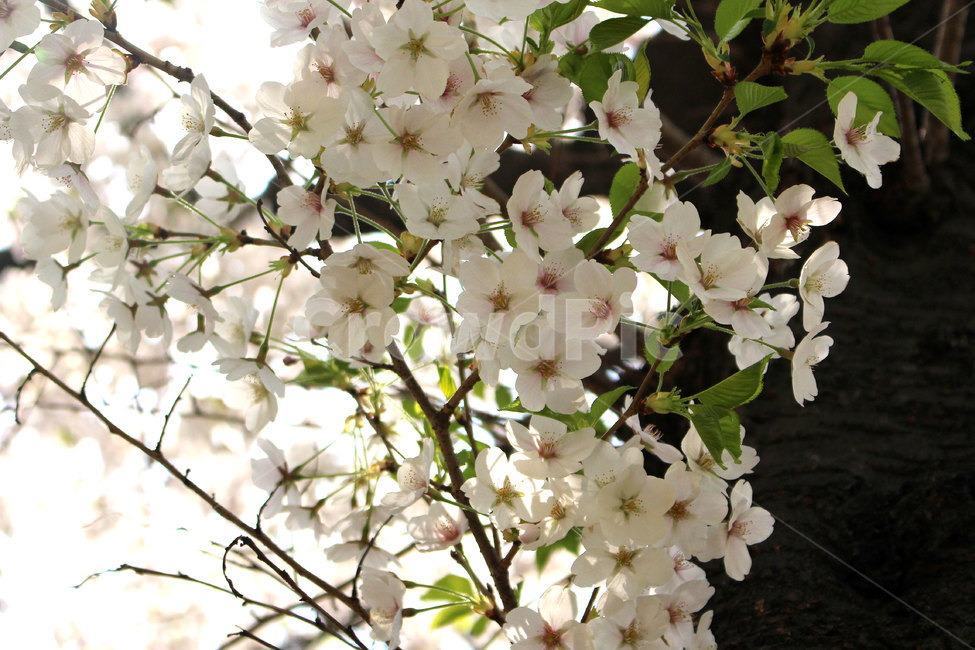 벚꽃,벚나무,봄꽃,cherryclossomes,springflowers,흰색꽃,whiteflowers,봄,계절,spring,season,식물,자연,plants,nature,꽃,flower,plant,blossom
