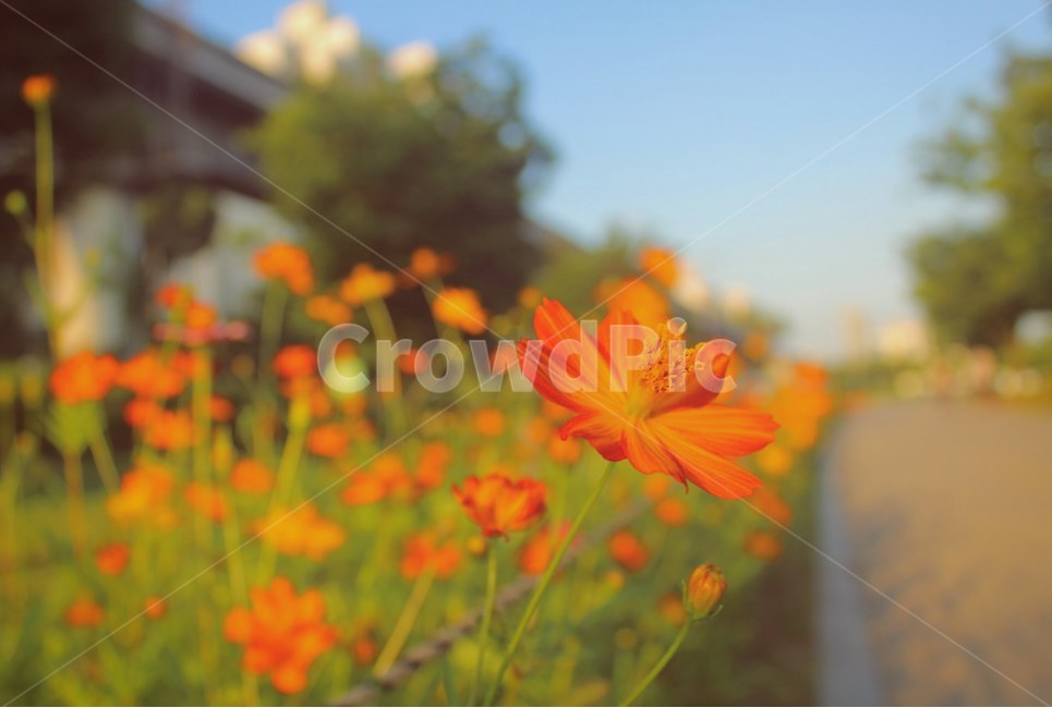 황화코스모스,코스모스,꽃,길,자연,식물,하늘,주황,flower,nature,plant,cosmos,sky,식물,자연,plants,nature,꽃,flower