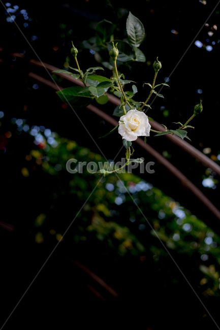 꽃,장미,흰장미,흰꽃,하얀꽃,식물,자연,plants,nature,꽃,flower