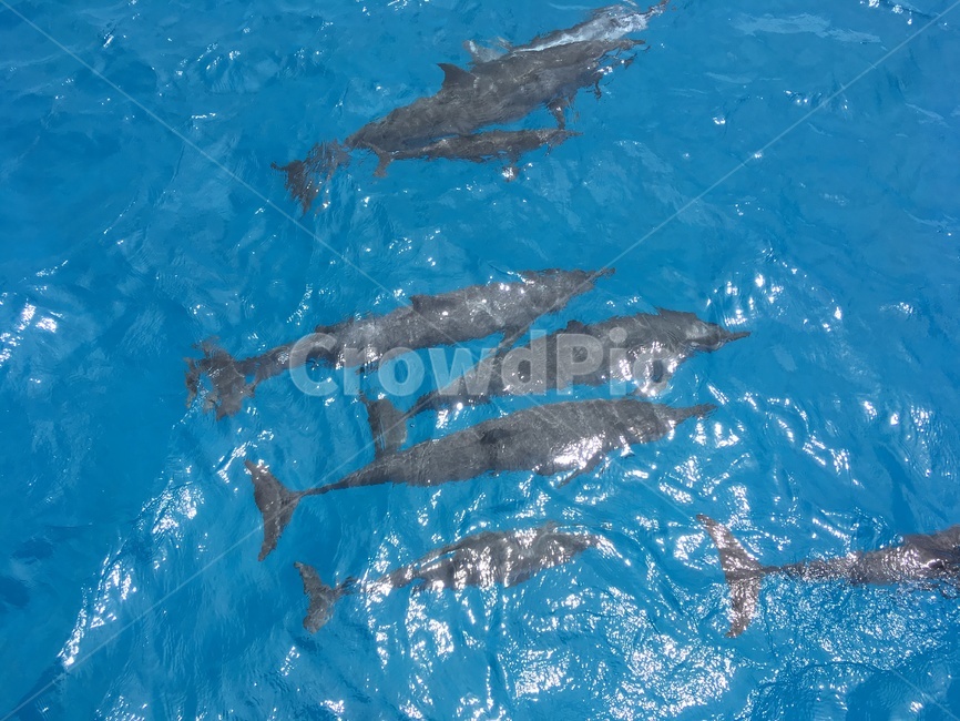 바다,sea,돌고래,동물,포유류,동물,animal,포유류,mammal