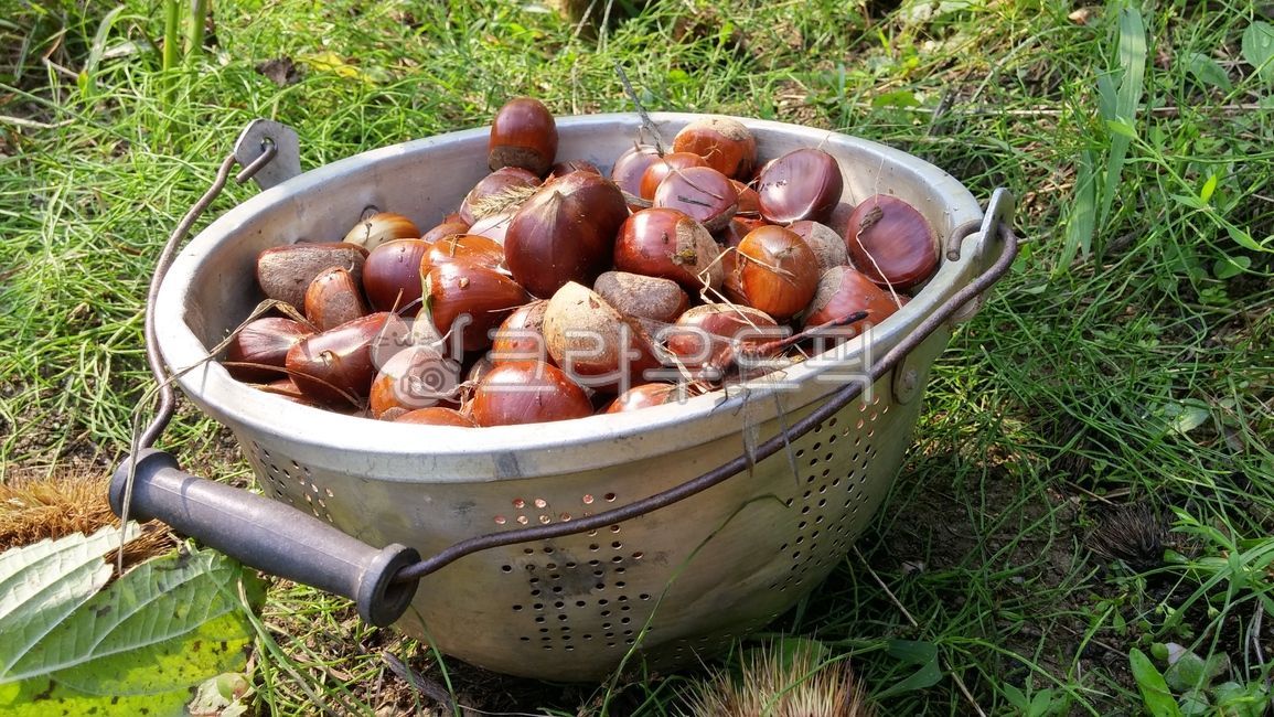 가을수확,가을,밤,과일,밤바구니,바구니,풍요,시골