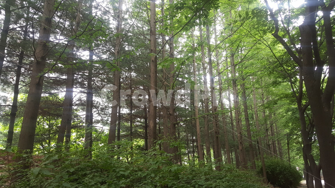 가로수,나무,거리,여름,조경,수풀