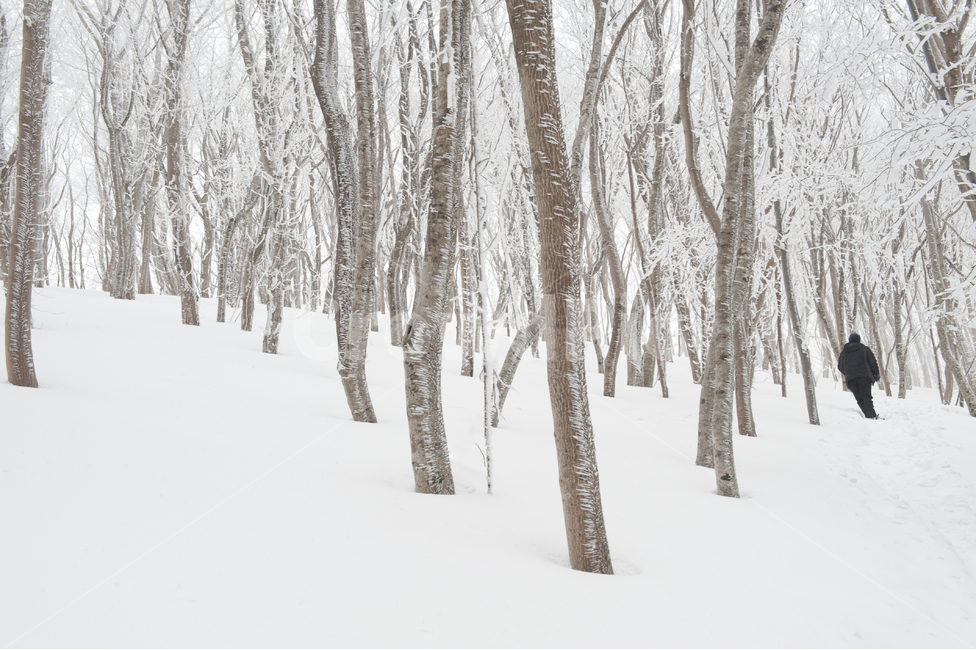 자연,겨울,눈,snow,winter,식물,나무,nature,tree,겨울,계절,winter,season,나무,trees,wood