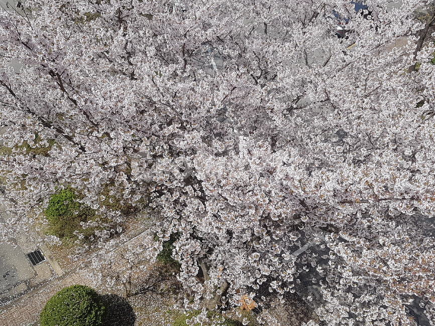 벚꽃,봄,분홍색,만발,벚나무,cherryblossom,spring,pink,fullbloom,orientalcherry