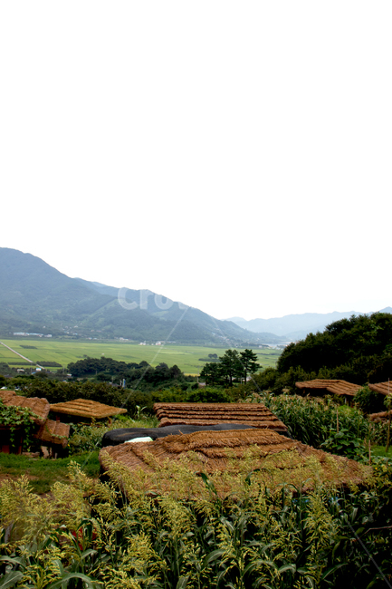 하늘,sky,land,땅,산,나무,경치,자연경관,자연경치,mountain,mountains,tree,grassland,목초지,field,들,paddyfield,패디필드,시골,시골경관,시골경치,들판,lawn,밭,논,자연배경,farm,ricepaddy,scene,natureview,잔디밭,초가집,초가마을,초가,나무집,nature,자연,outdoors,옥외,countryside,thatchedhouse,rondavel,traditionalthatchedhouse,astrawthatchedroof,villageofthatchedhouses,자연,풍경,nature,landscape,한국자연풍경,한국자연경관,korea nature landscape