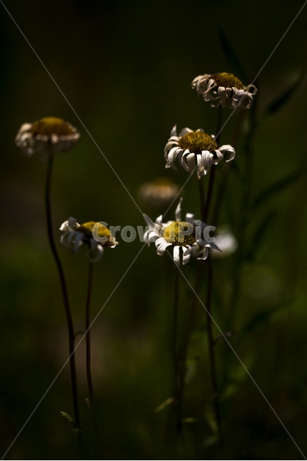 꽃,식물,자연,아름다운,초록,공원,마크로,그린,노랑,빛,화이트,식물,자연,plants,nature,꽃,flower