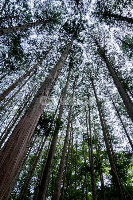 편백나무,숲,푸르름,녹색,힐링,송광사,자연,방사형,식물,자연,plants,nature,나무,trees,wood