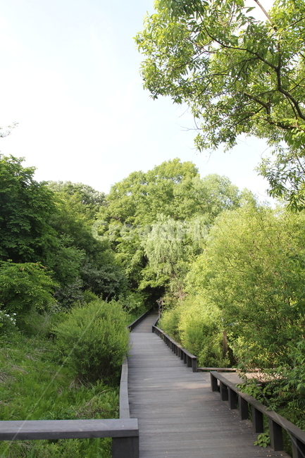 생태,자연,숲,나무,잎,산책로,자연,풍경,nature,landscape,bridge,다리,boardwalk,building,건물