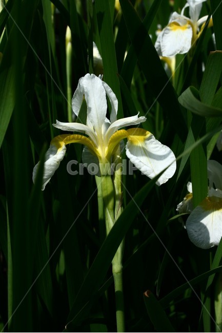 흰붓꽃,붓꽃과,여러해살이풀,야생화,관상용,식물,식물,자연,plants,nature,꽃,flower