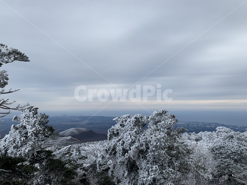 제주,제주도,산,설산,겨울,한라산,자연,풍경,눈,식물