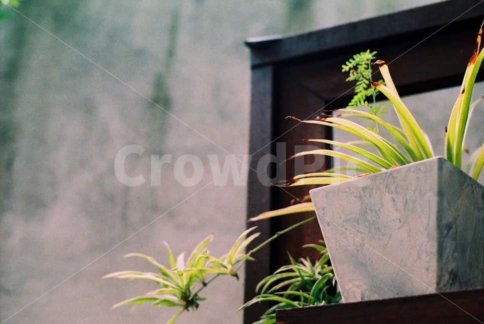 화분,난초,콘크리트,인테리어,식물,빈티지,필름사진,필름,concrete,film,plant,vintage,식물,자연,plants,nature,감성,sensible,feeling,인테리어,실내디자인,interior design