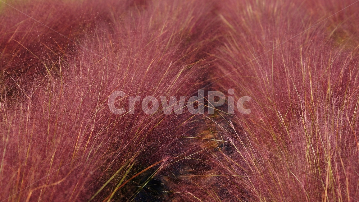 핑크뮬리,꽃축제,꽃길,식물,축제,가을,계절,fall,autumn,season,nature,자연,outdoors,옥외