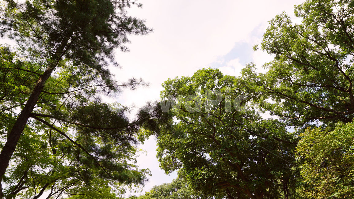 배경화면,나무,구름,풍경,식물,자연,plant,tree