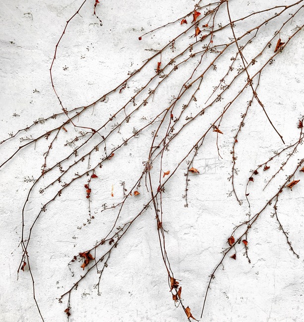 핸드폰사진,풍경사진,덩굴,덩굴식물,겨울,식물,자연,plants,nature