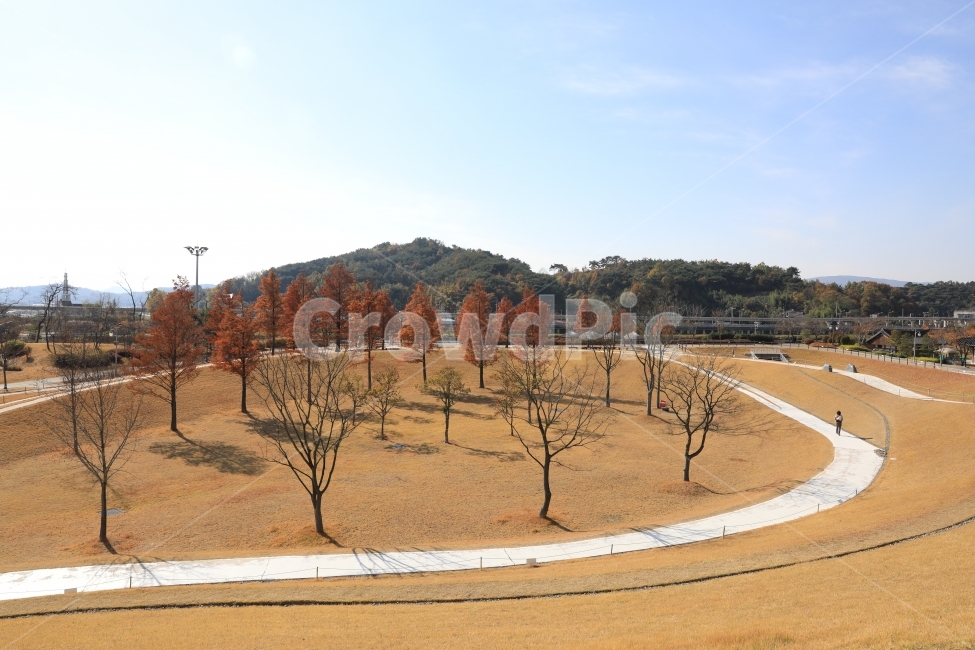 순천만국가정원,정원,나무,맑음,가을,가든,garden,공원,tree,trees,autumn,가을,계절,fall,autumn,season,자연,풍경,nature,landscape,한국자연풍경,한국자연경관,korea nature landscape,plant,식물,ground,바닥