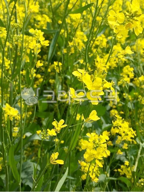 mustard,yellow flower,yellow,rape flower,rapeblossoms,summer,flower