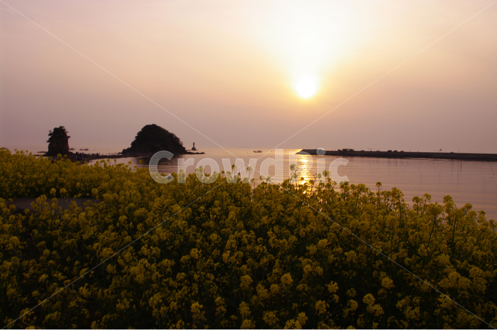 꽂지해변,안면도,유채꽃,바다,석양,빛,일몰,풍경,관광지,landscape,자연,풍경,nature,landscape,한국자연풍경,한국자연경관,korea nature landscape,해변,바다,beach,sea,outdoors,옥외,flare,플레어,light,sunlight,햇빛