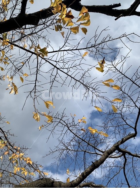 plant,식물,leaf,잎,가을,감성,노란잎,마지막잎
