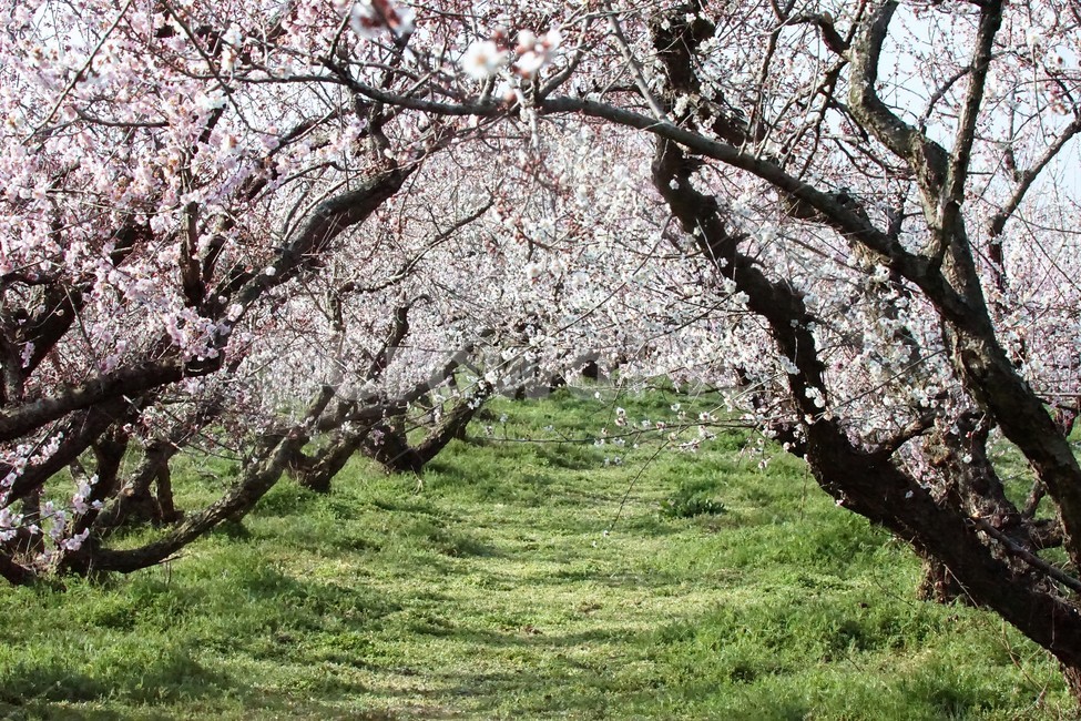 봄,매화,식물,자연,해남,매실농원,계절,초록,분홍,흰색,flower,spring,season,nature,나무,trees,화사함,아름다움,매실,매화꽃,pink,white,green,봄,계절,spring,season,식물,자연,plants,nature,꽃,flower,plant