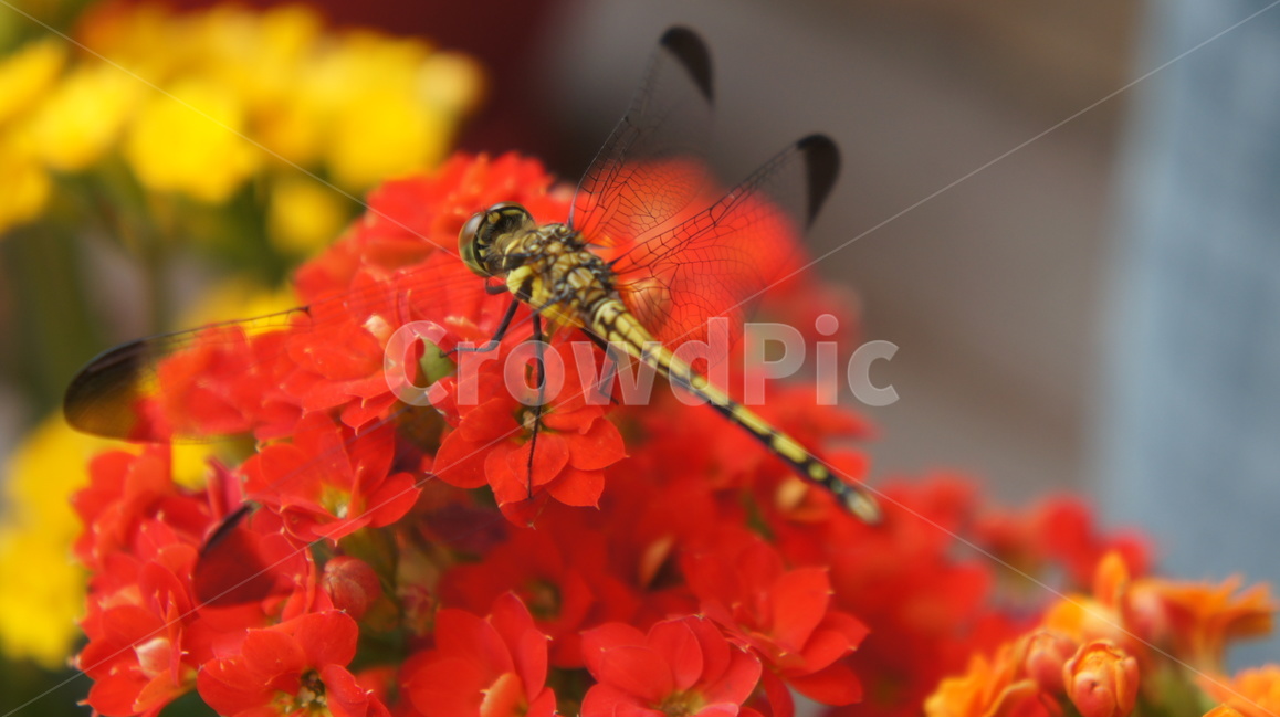 잠자리,꽃,빨강,자연,식물,곤충,식물,자연,plants,nature,꽃,flower,동물,animal,곤충,벌레,insect,bug