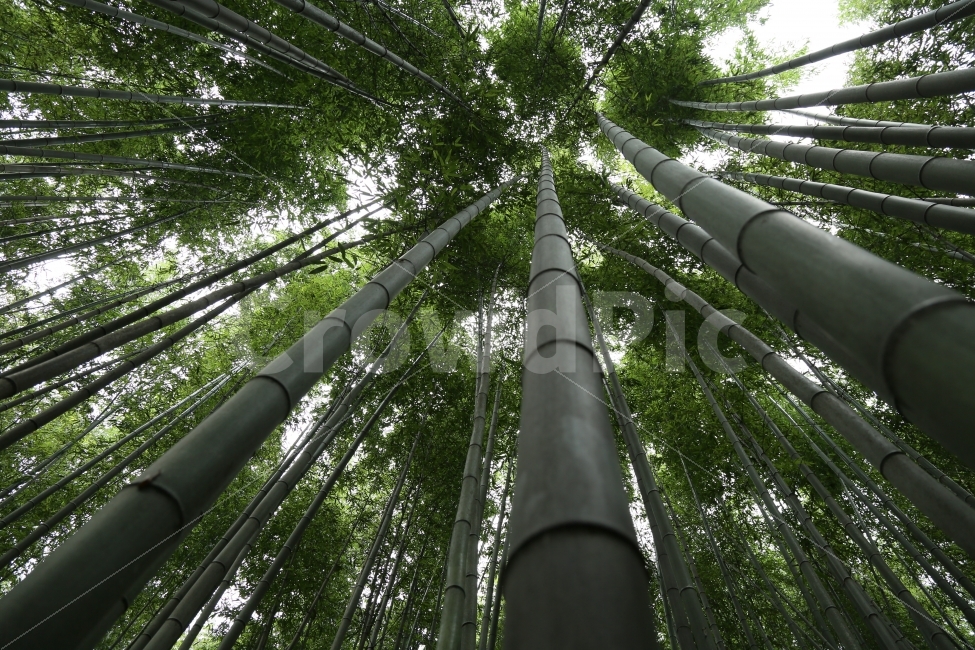 대나무,죽녹원,담양,죽순,광각렌즈,자연,풍경,nature,landscape,식물,plants,나무,trees,wood,plant,bamboo