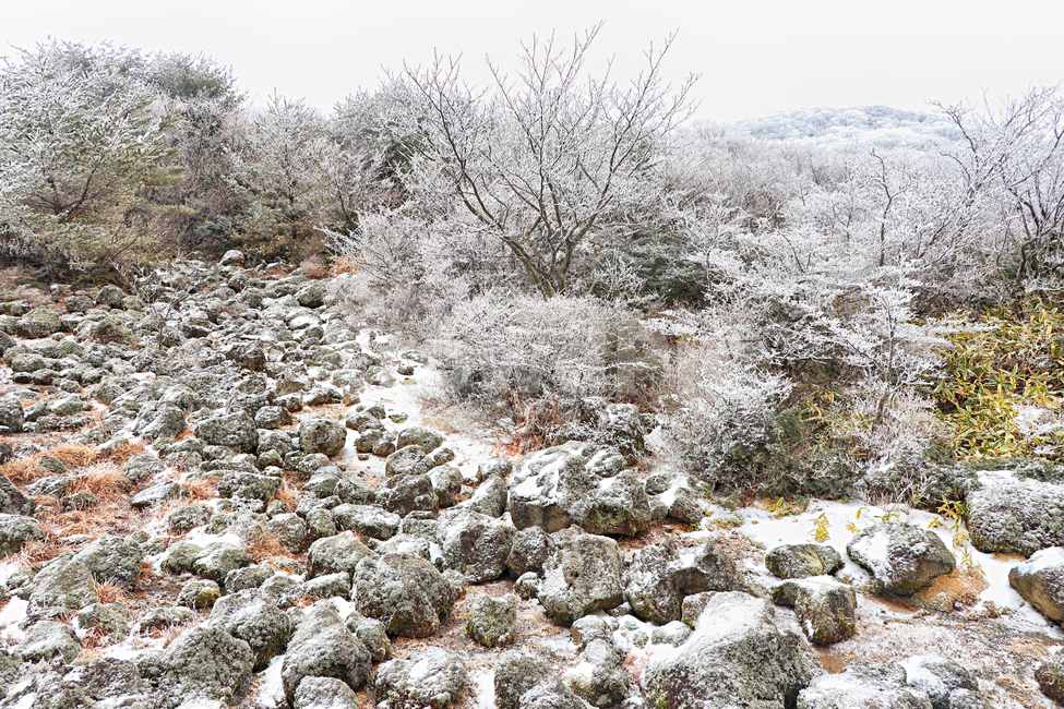 제주도,한라산,1100고지,한라산1100고지,설경,눈꽃,눈,snow,자연,nature,옥외,outdoors