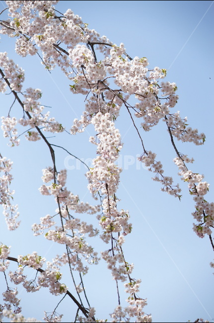 수양벚꽃,봄,핑크,맑음,풍경,봄,계절,spring,season,식물,자연,plants,nature,꽃,flower,plant,blossom