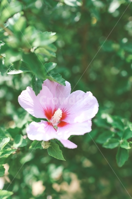 무궁화,꽃,자연,풍경,감성사진,flower,식물,자연,plants,nature,꽃,flower,감성,sensible,feeling