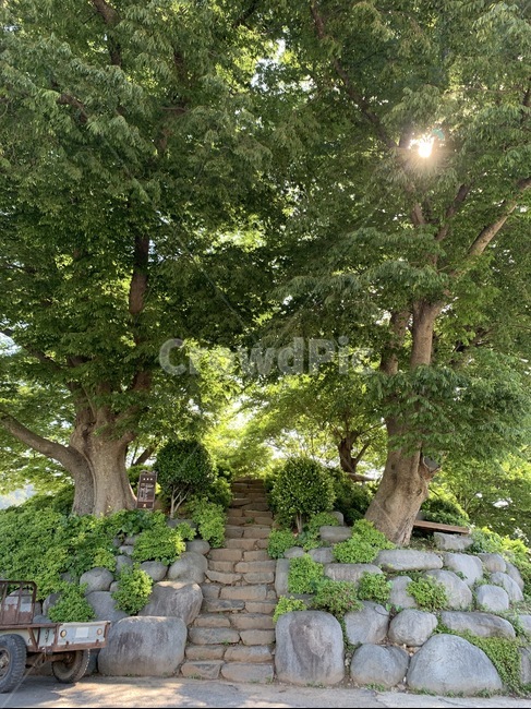 tree,나무,나무줄기,plant,식물,treetrunk,햇살,웅장한,정자,울창한,여름,풍경,식물,자연,plants,nature,나무,trees,wood