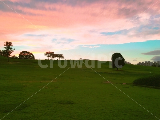풍경,올림픽공원,나홀로나무,landscape,olympicpark,tree,분홍색하늘,sky,자연,풍경,nature,landscape,field,들,outdoors,옥외,golf course,골프 코스