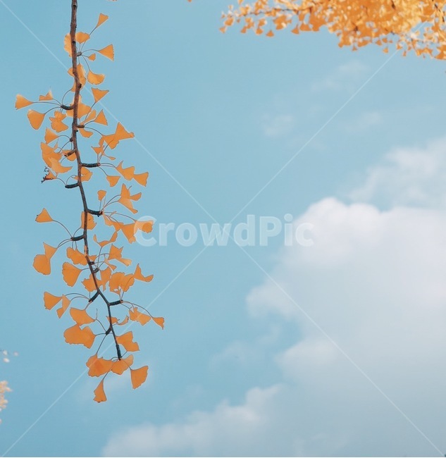 단풍,하늘,은행잎,가을,구름,가을,계절,fall,autumn,season,식물,자연,plants,nature,감성,sensible,feeling,plant