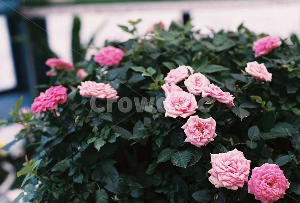 꽃,식물,조경,감성,풍경,식물,자연,plants,nature,꽃,flower
