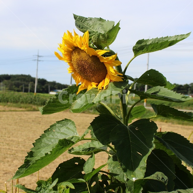 해바라기,꽃,꽃사진,해바라기꽃,감성사진,식물,자연,plants,nature,꽃,flower