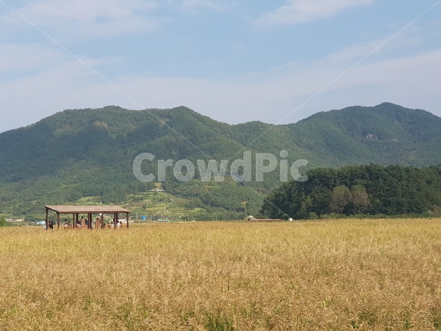 nature,자연,countryside,outdoors,옥외,갈대밭,순천만,쉼터,시골,마을,풍경,landscape,country,rural,town