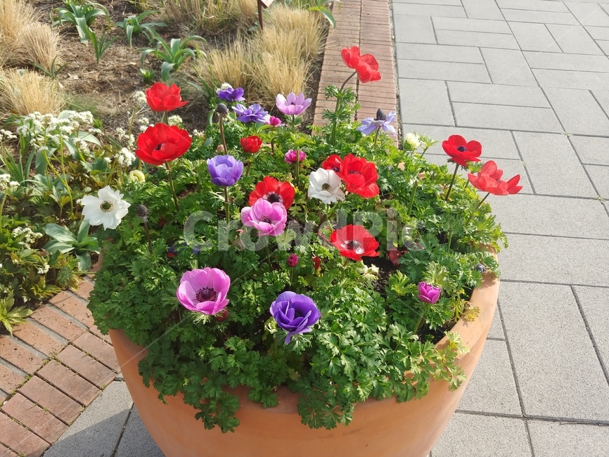 flower,꽃,blossom,식물,geranium,식물,자연,plants,nature,꽃,flower