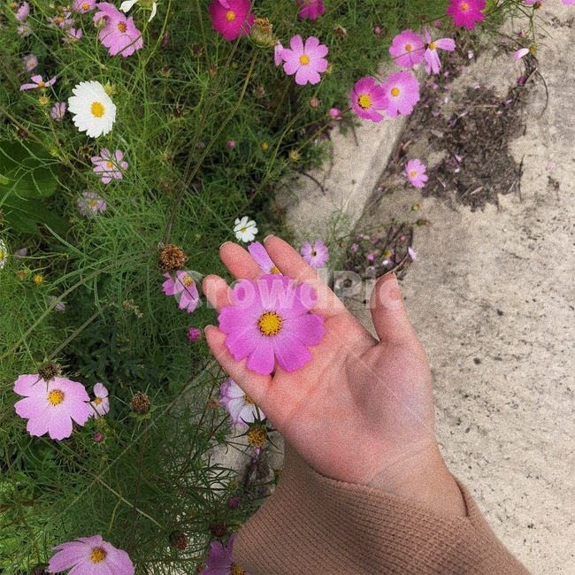 코스모스,꽃,가을,손,분위기,감성,가을,계절,fall,autumn,season,식물,자연,plants,nature,꽃,flower,신체일부,몸,body,plant
