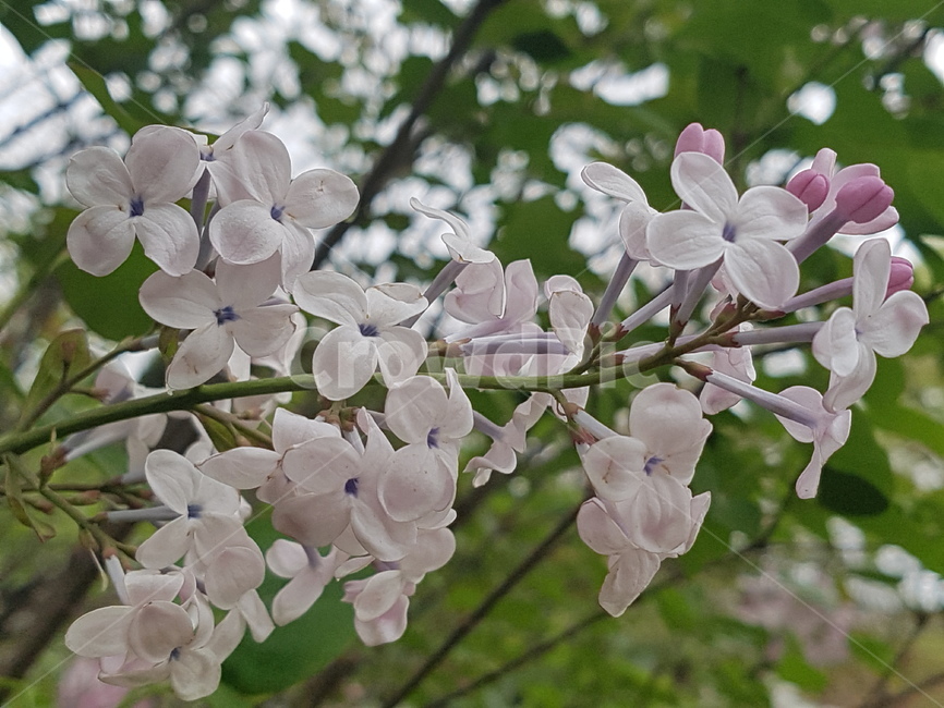 봄,꽃,라일락,핑크색,자년,plant,식물,blossom,flower