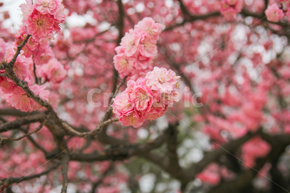 홍매화,봄,꽃,매화,매화나무,매화꽃,자연,풍경,감성사진,봄,계절,spring,season,식물,자연,plants,nature,꽃,flower,감성,sensible,feeling,plant,blossom,cherry blossom,벚꽃