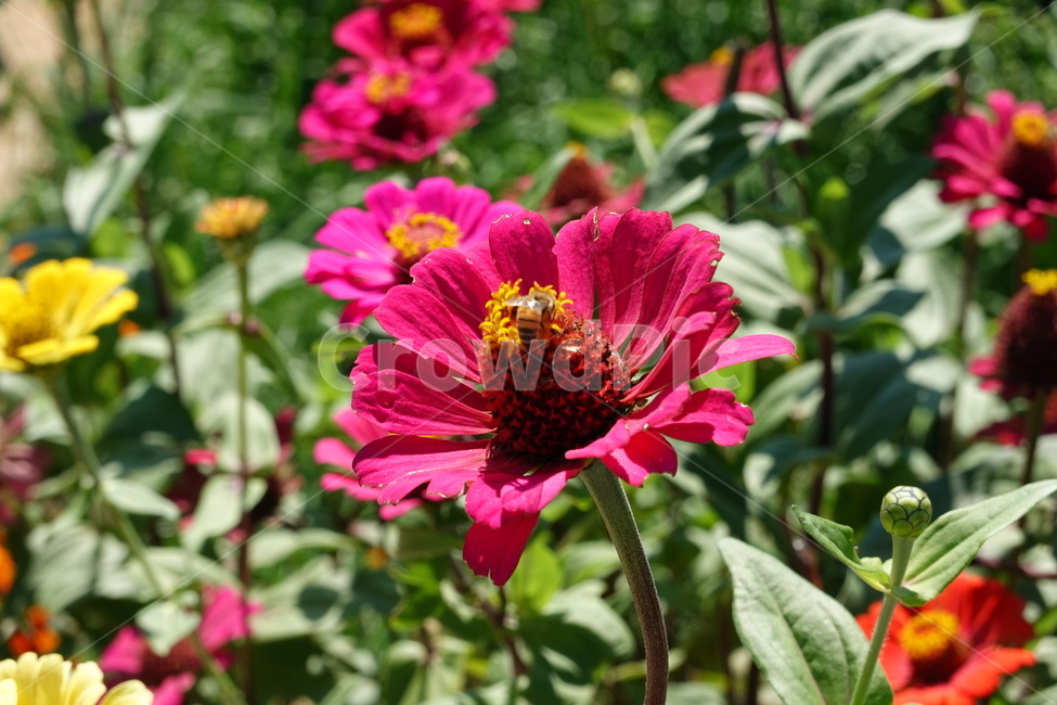 꽃축제,가을꽃,배경화면,자연,flower,autumn,nature,식물,자연,plants,nature,꽃,flower