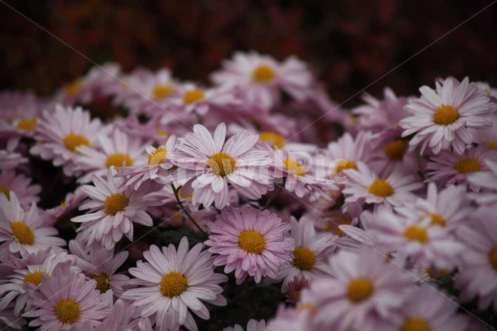 국화,식물,꽃,가을꽃,chrysanthemum,식물,자연,plants,nature,꽃,flower