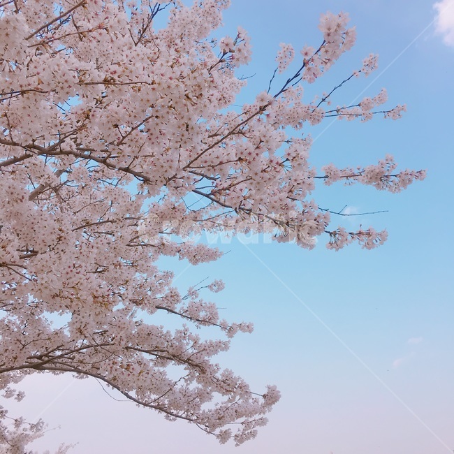 벚꽃,봄꽃,하늘벚꽃,하늘,연분홍색,봄날,sky,flower,봄벚꽃,경주벚꽃,경주,봄,계절,spring,season,plant,식물,꽃,blossom,cherry blossom