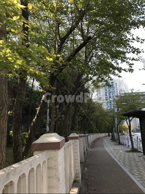 가로수,산책로,산책길,나뭇잎,나무,잎사귀,초록색,초록,자연,산책,도보,자전거도로