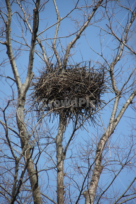 나무,까치집,둥지,wood,nest,식물,자연,plants,nature,나무,trees,wood